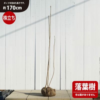 【コシアブラ】 株立ち 根巻き特大苗 （H:170cm） <br>山掘り、天然 幻の山菜苗 天然木 <br>大型宅配便・特大梱包 北海道・沖縄県・離島への発送不可