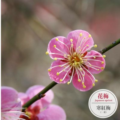 植木 庭木 お正月 掘り出し梅苗（冬至）
