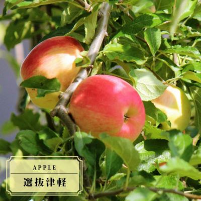リンゴ 世界一 苗 通販 苗木部 By 花ひろばオンライン