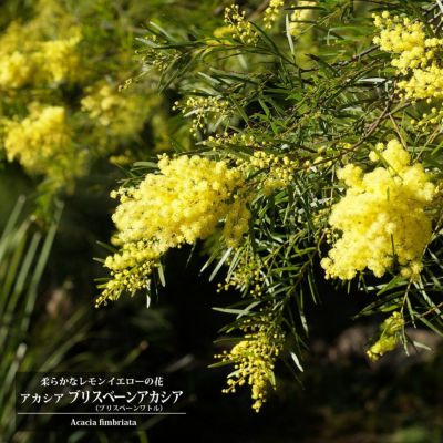 アカシア ブリスベーンアカシア 苗 おすすめ 苗木部 By 花ひろば アカシア ブリスベーンアカシア 苗 おすすめ 苗木部 By 花ひろば