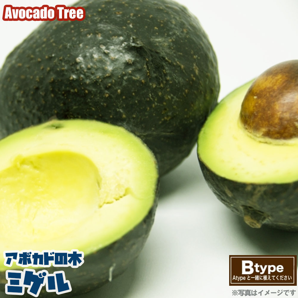 チェリモヤ アンボネートタイプ ビッグシスター 苗 販売 苗木部