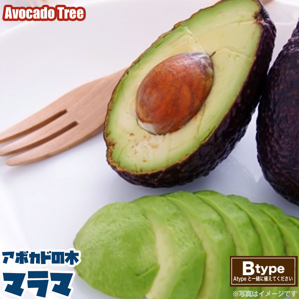 チェリモヤ アンボネートタイプ ビッグシスター 苗 販売 苗木部