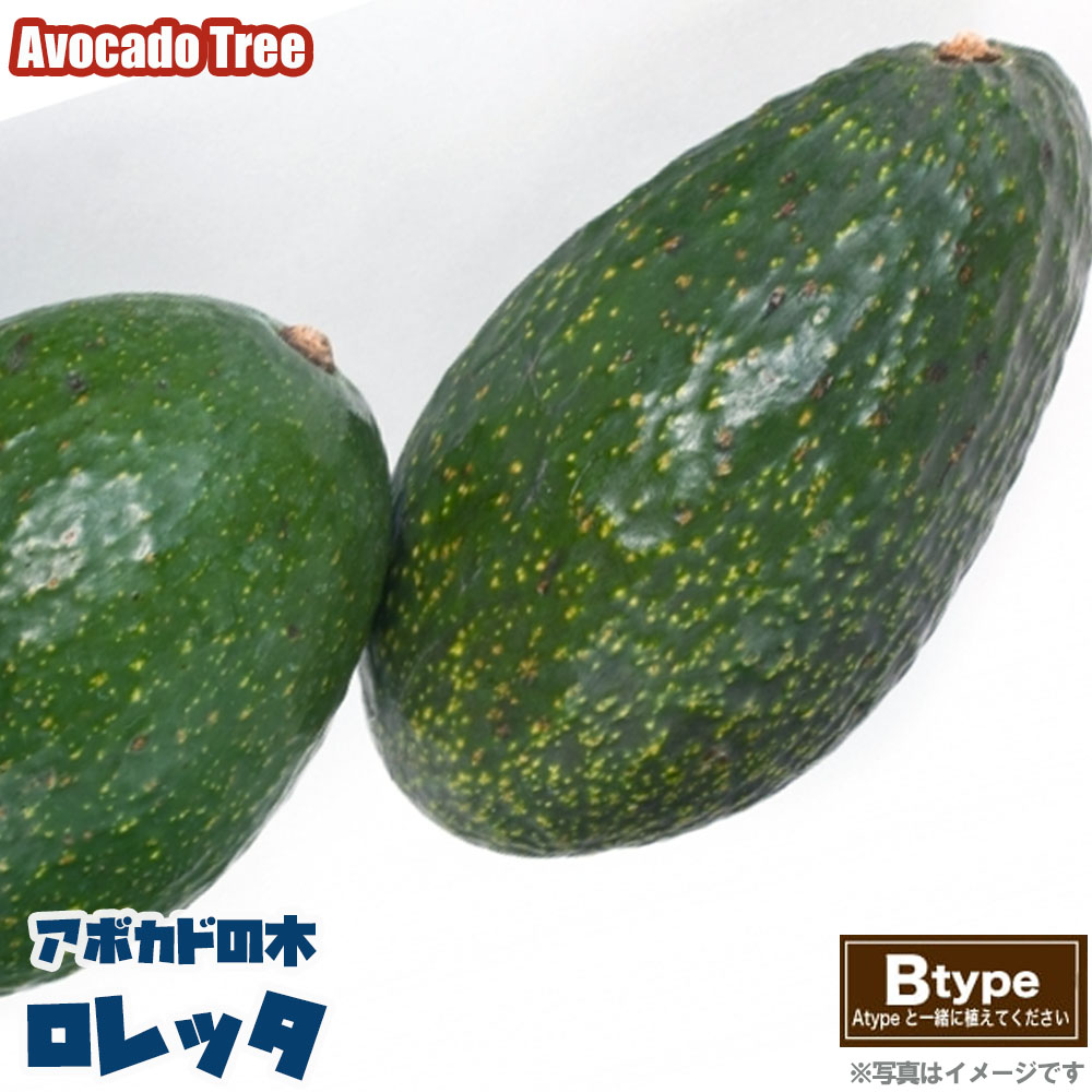 チェリモヤ アンボネートタイプ ビッグシスター 苗 販売 苗木部