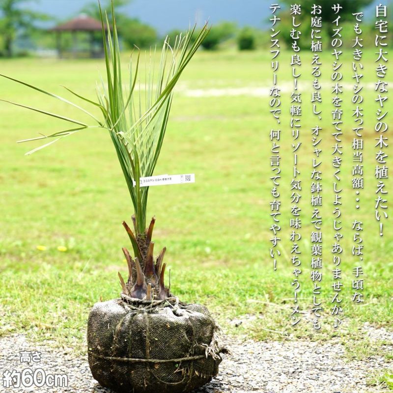 ココスヤシ 鉢植え - その他