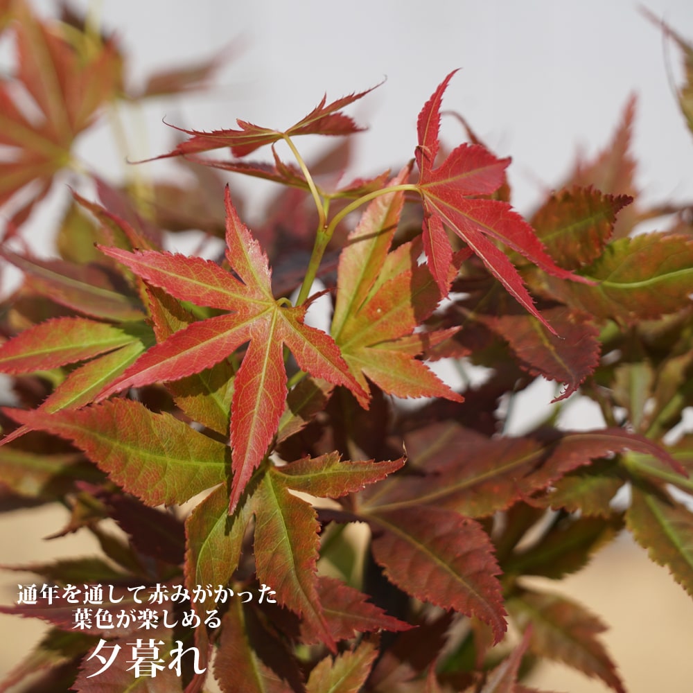 モミジ よしな 紅葉 G889 花鳥風月 ギラ220