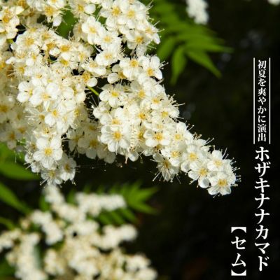 ヒメコブシ】 白花 コブシ 根巻き苗 庭木 落葉樹 シンボルツリー ヒメコブシ】 白花 コブシ 根巻き苗 庭木 落葉樹 シンボルツリー