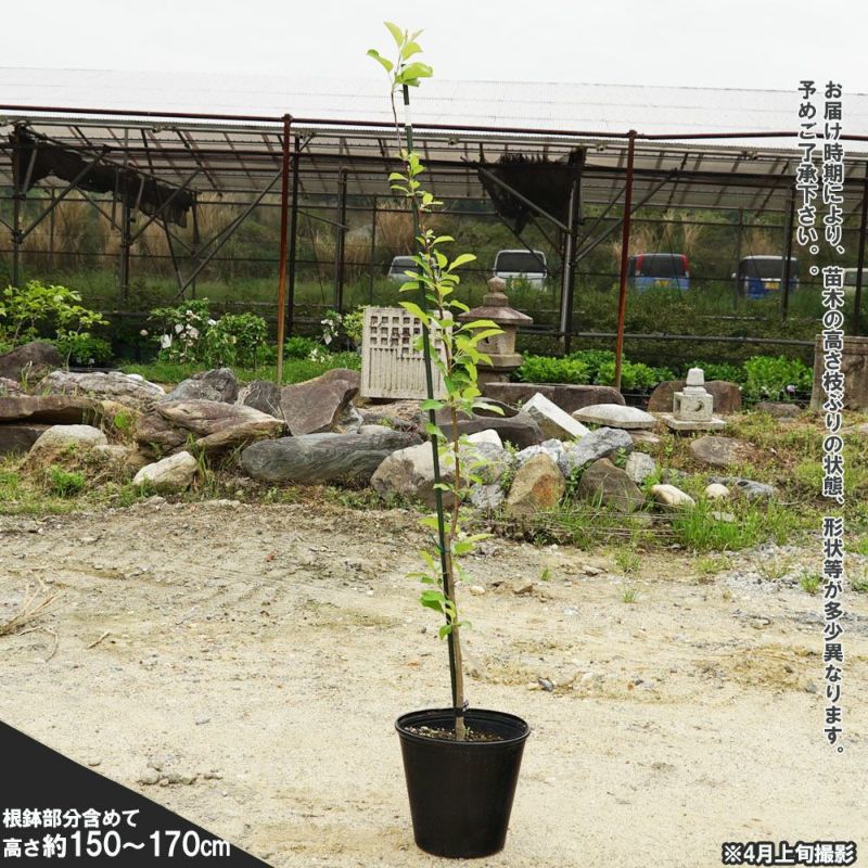 楽天市場】りんご苗木 【YD選抜王林】 1年生矮性台木接木苗 : 苗木部 ｂｙ 花ひろばオンライン