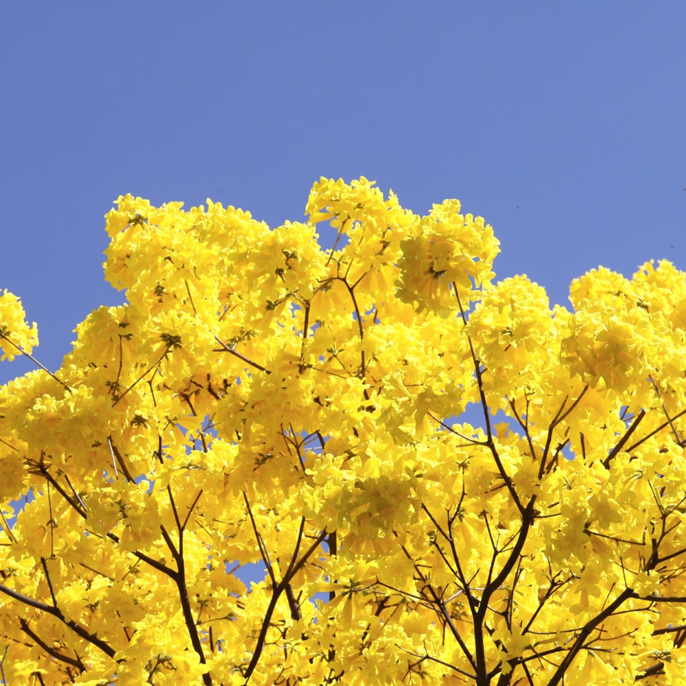 黄色の花が美しい イペー 651 樹高2.2m位 黄金ノウゼン 黄花ノウゼン 黄色の花が美しい イペー 651 樹高2.2m位 黄金ノウゼン 黄花ノウゼン
