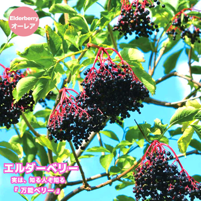 エルダーベリー オーレア 黄金葉 苗 販売 苗木部 By 花ひろばオンライン エルダーベリー オーレア 黄金葉 苗 販売 苗木部 By 花ひろばオンライン
