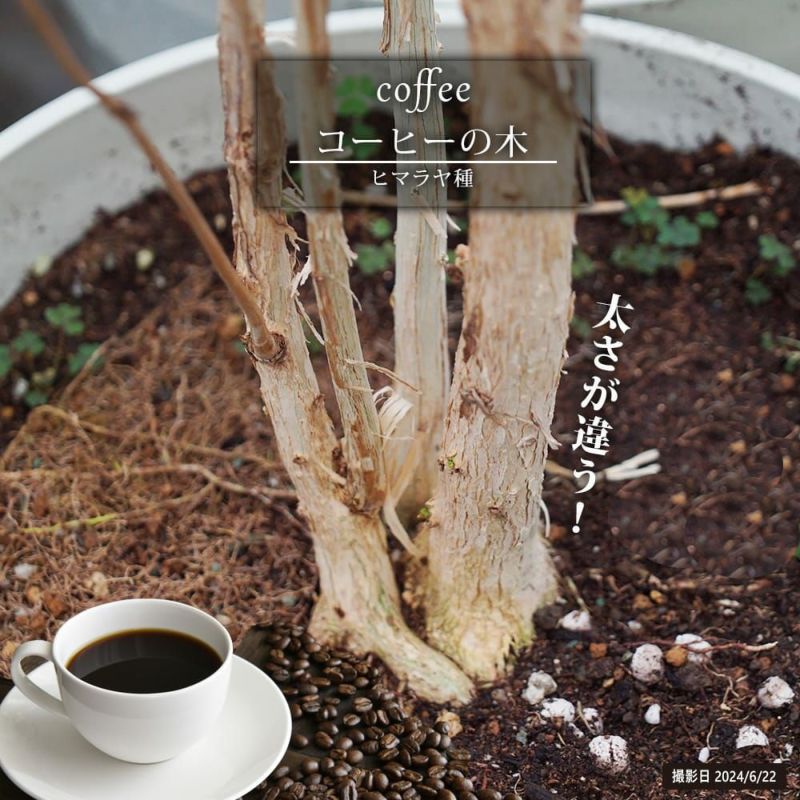 光触媒　人工観葉植物　ウォールグリーン　フェイクグリーン　コーヒーの木