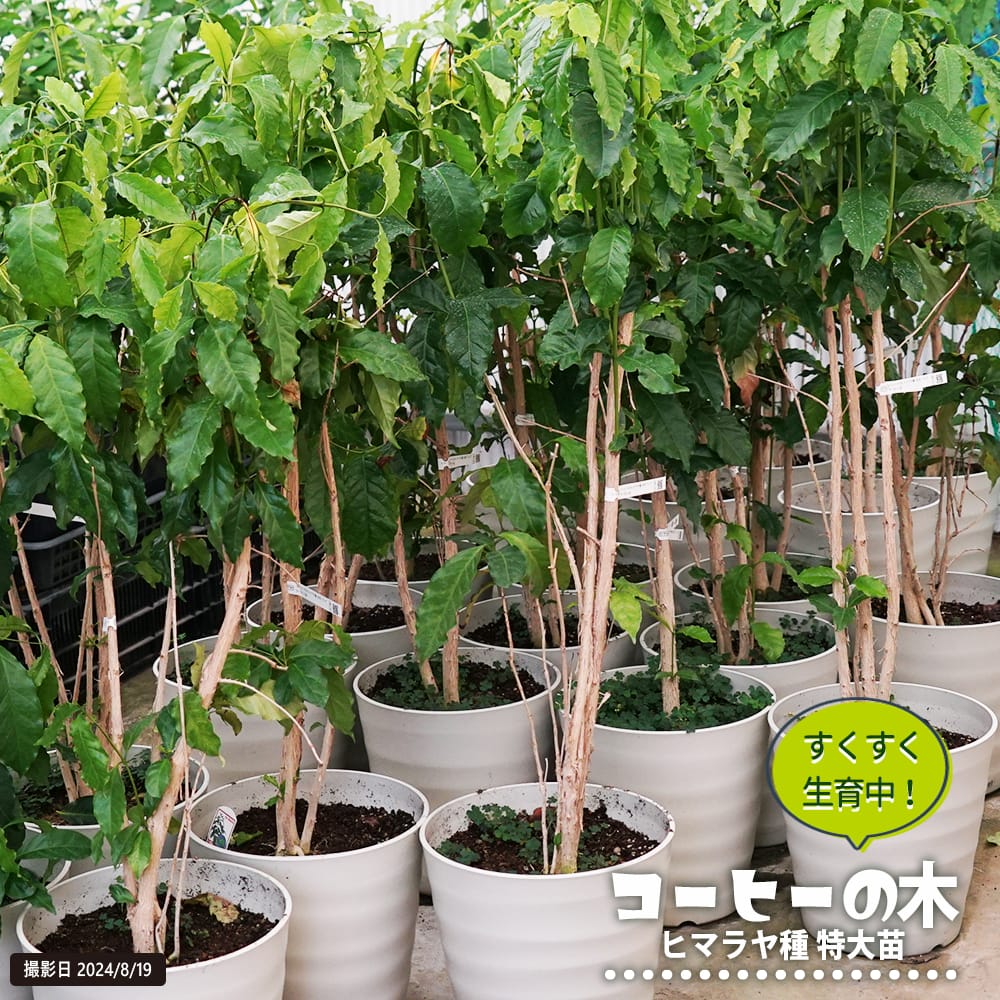 コーヒーの木 花芽つき特大白鉢 大苗 観葉植物 大型宅配便 沖縄 離島不可 レビュー 苗木部 本店 By 花ひろばオンライン