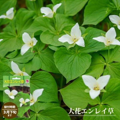 エンレイソウの大花品種 【球根】 大花エンレイ草 【1株入