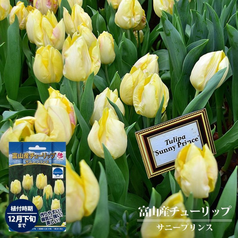 チューリップ サニープリンス 苗 販売 苗木部 By 花ひろばオンライン チューリップ サニープリンス 苗 販売 苗木部 By 花ひろばオンライン