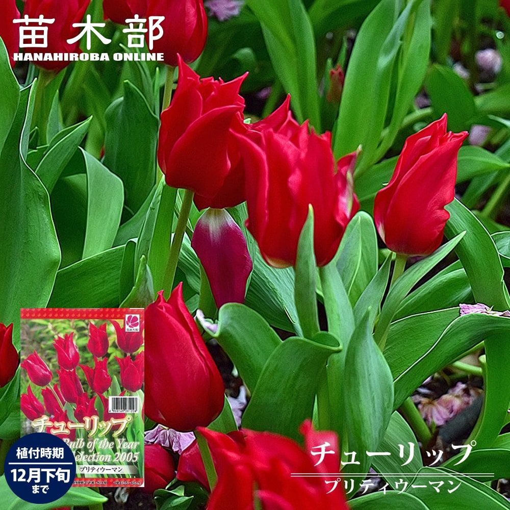 チューリップ プリティレディ 百合咲きチューリップ 販売 苗木部