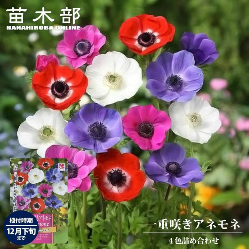 143　アネモネ 000000075855-01-l.jpg?t=