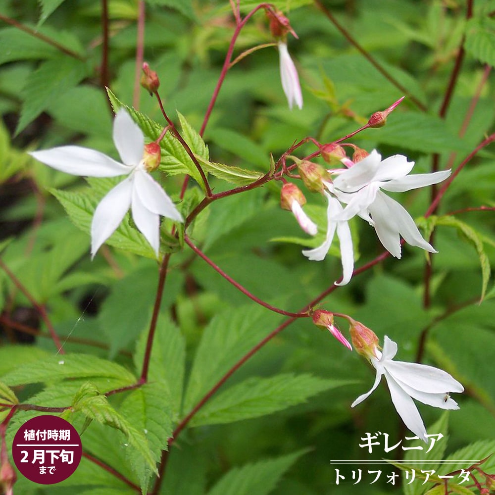 アキレア ノブレッサ 苗 販売 苗木部 By 花ひろばオンライン