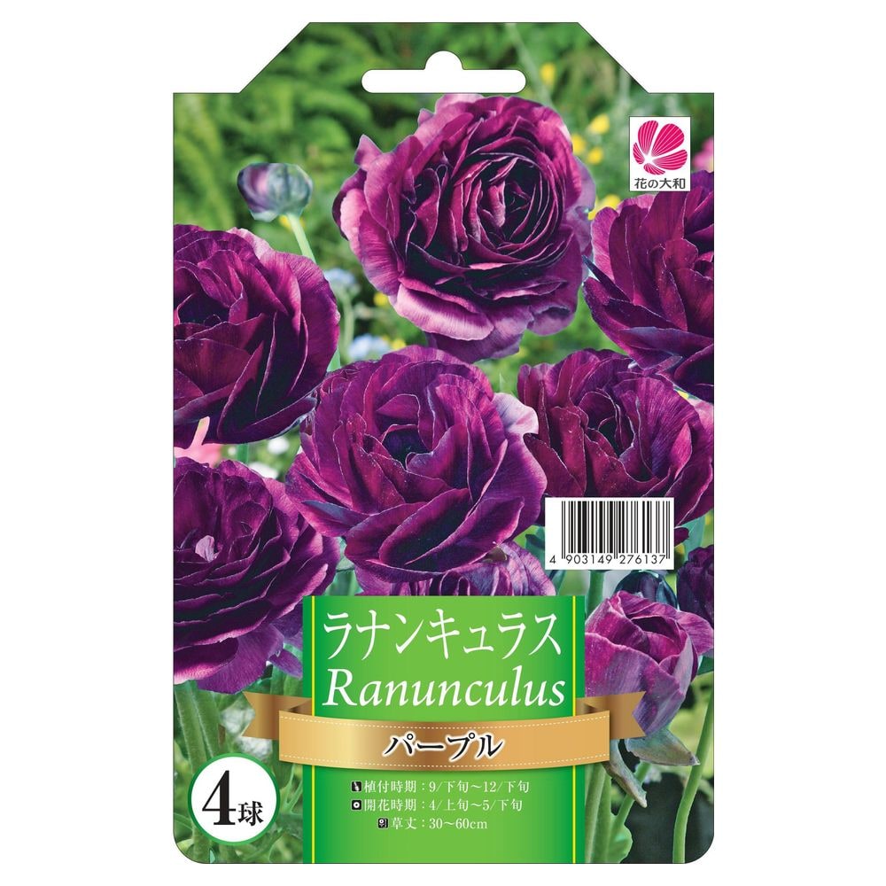 ラナンキュラス ゴールドコイン 苗 販売 苗木部 By 花ひろばオンライン