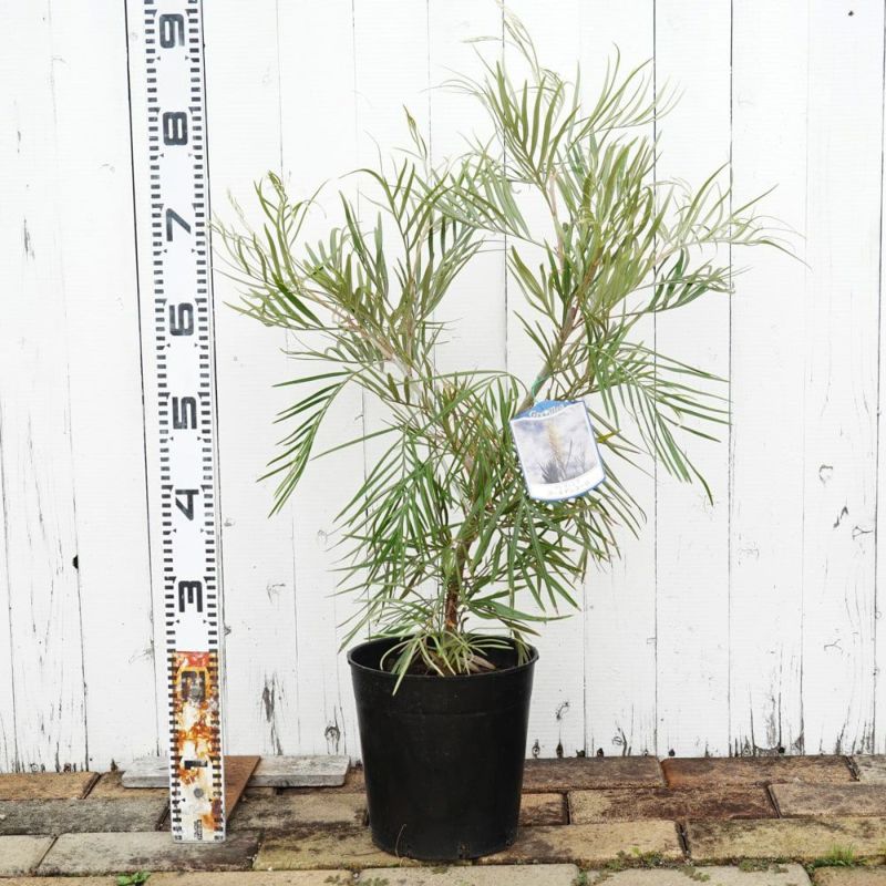 グレビレア ゴールデンユーロ 3M以上 引き取り限定 グレビレア ゴールデンユーロ 3M以上 引き取り限定