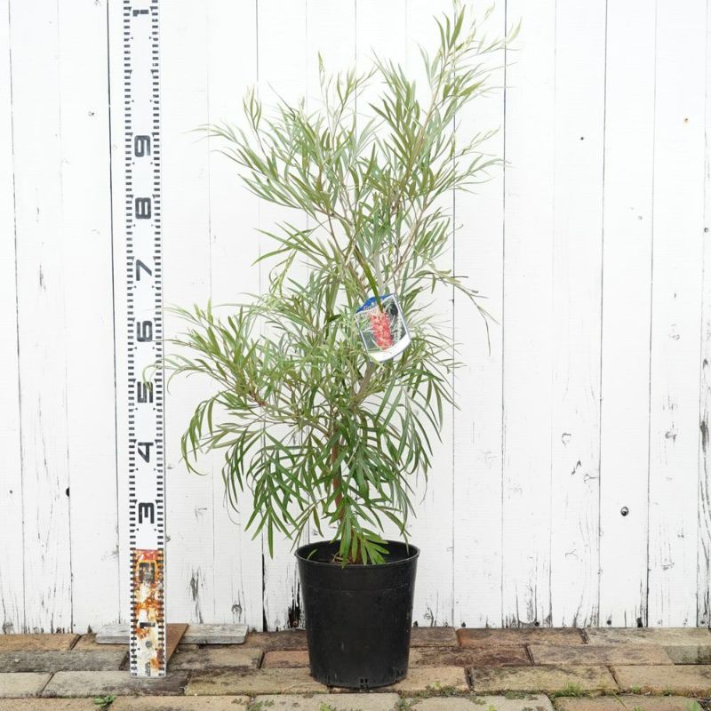 お値下げ！グレビレア　バンクシー 000000076015-03-l.jpg?t=