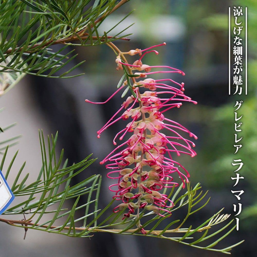 【現品】グレビレア・ラナマリー　グレビリア・ラナマリー　8号　あ７番 000000076021-01-m.jpg?t=