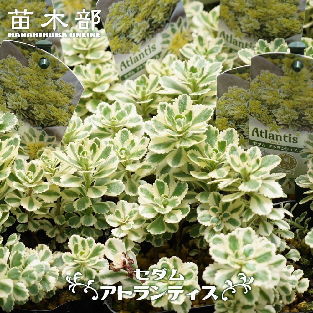 セダム 【アトランティス】 5号ポット苗 登録品種・品種登録 