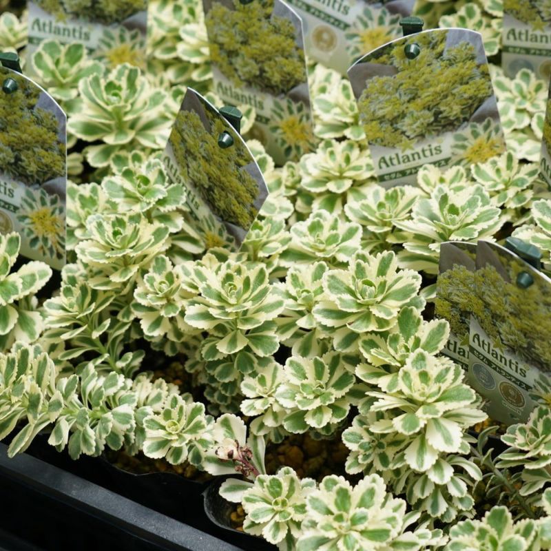 幸運をもたらす美しい植物、アダムの肋骨 アストロフィツム・肋骨鸞鳳玉 | trigger