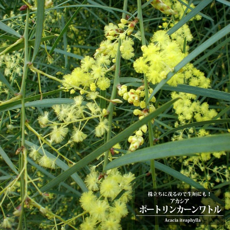 アカシア　ポートリンカーンワトル　大苗 000000076468-01-l.jpg?t=