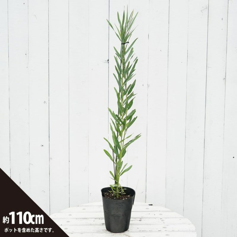 アカシア ポートリンカーンワトル 大苗 ② 【公式通販】