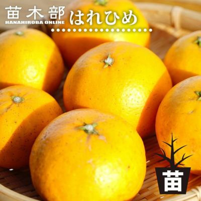 柑橘 ザボン チャンドラポメロ 苗 販売 苗木部 By 花ひろば