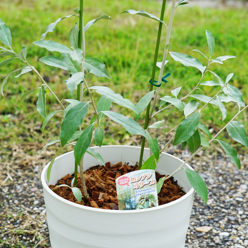 ロシアンオリーブ 苗 育て方 苗木部 By 花ひろばオンライン