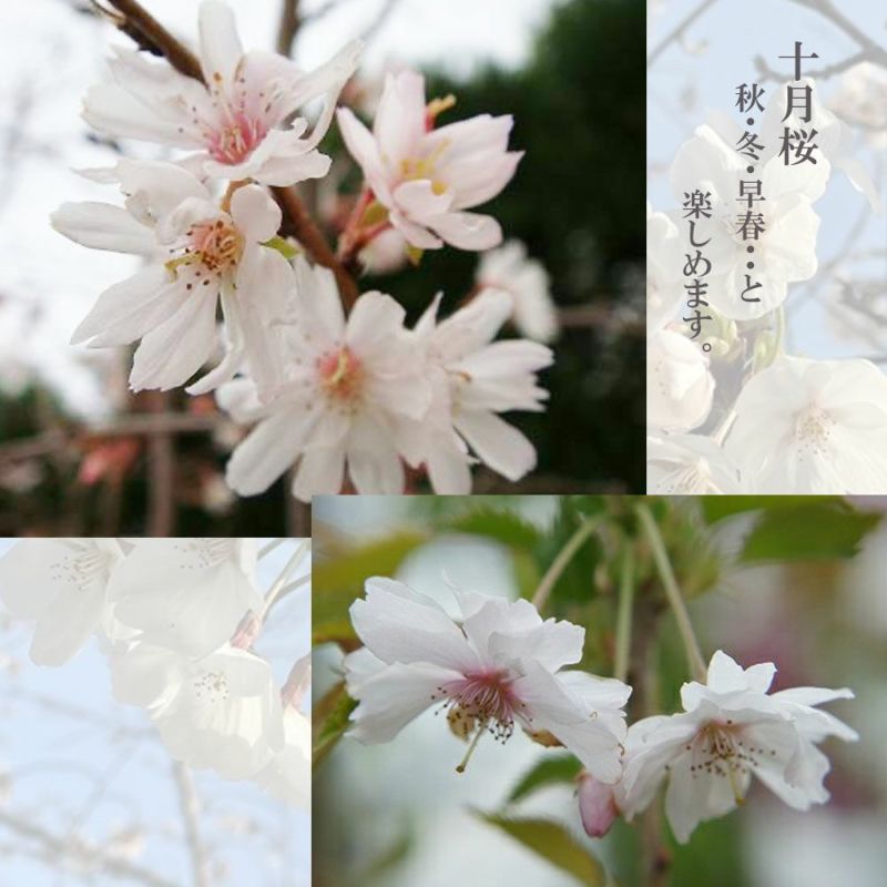 さくら 二季咲き系 十月桜 苗 通販 苗木部 By 花ひろばオンライン