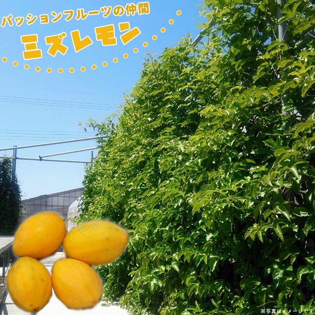 000000077213-01-l.jpg?t=
