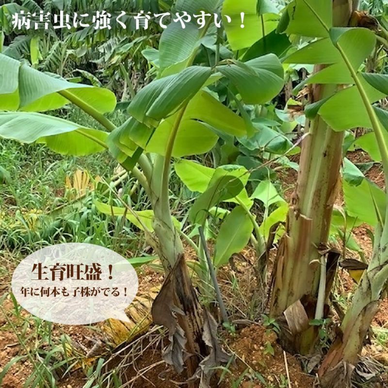 国華園オンラインショップ / バナナ苗