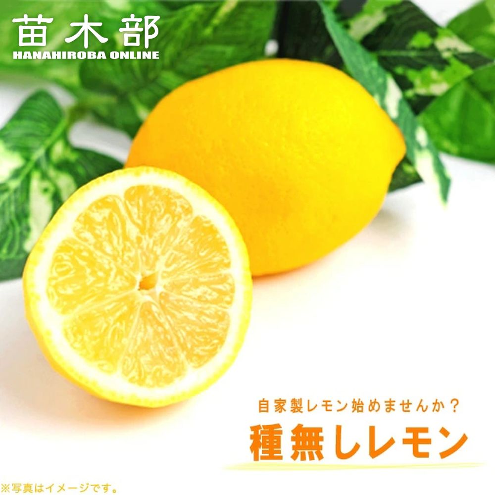 000000077378-01-l.jpg?t=