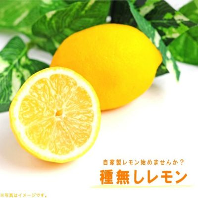柑橘 レモン レモン21 苗 販売 苗木部 By 花ひろばオンライン