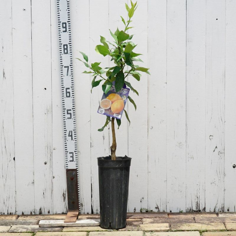 送料0円】 レモンの木 170センチ 直接引き取りのみ 植物/観葉植物 