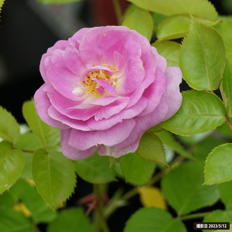 四季咲き バラ苗 光沢があり花弁の多いバラ 和バラ 和ばら 花弁の光沢