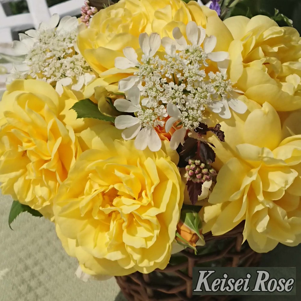 四季咲きバラ苗 【スマイルハニーローズ】 2年生大苗 品種登録出願