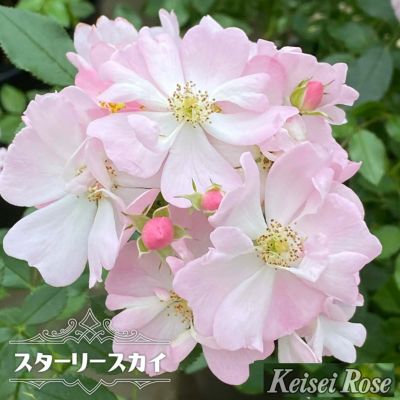 四季咲きバラ苗 【スターリースカイ】 2年生大苗 | 苗木部 本店