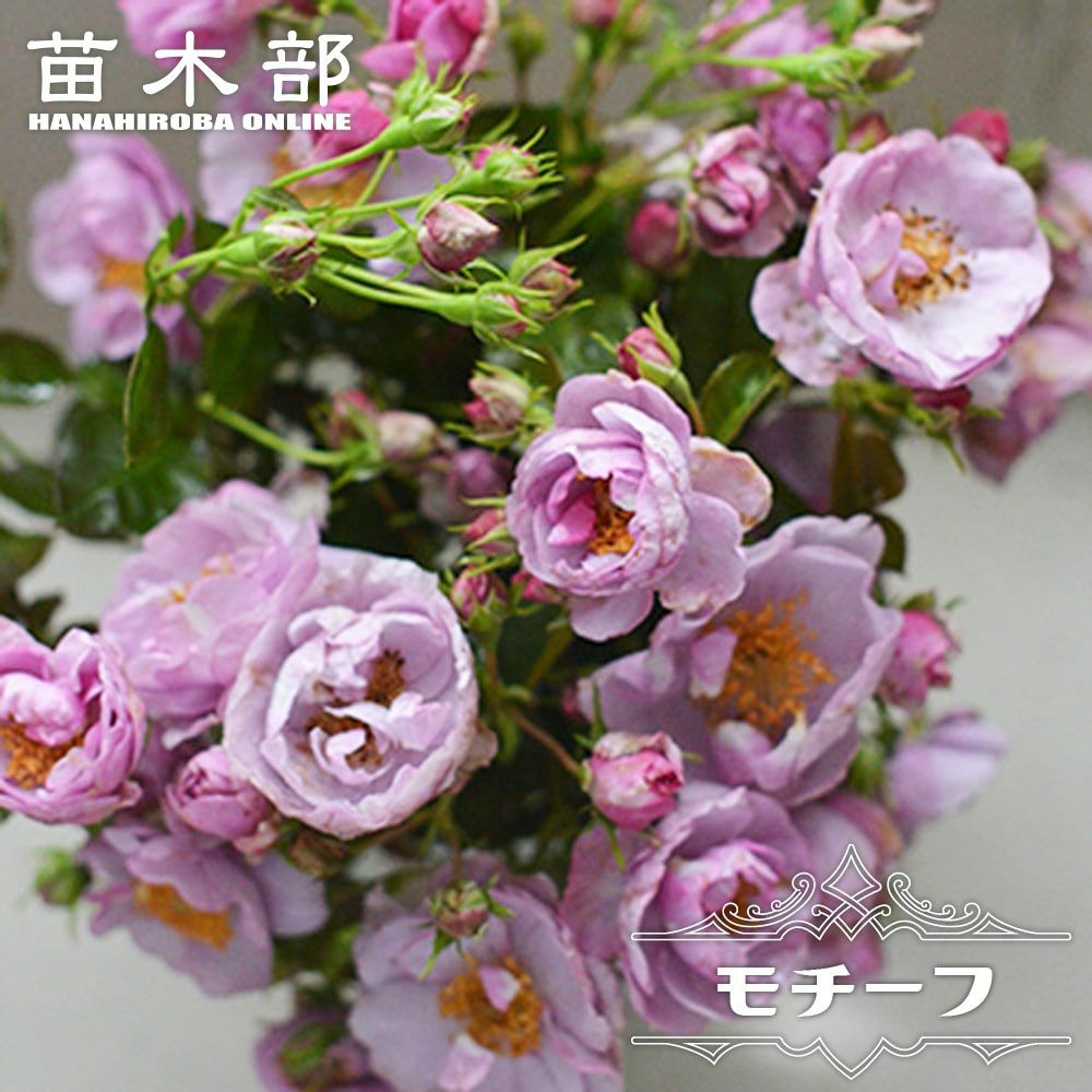 バラ苗【中苗】アミロマンティカ 国産苗 6号鉢植え品［農林水産省 登録品種］《IR-IRO3》 | すべての商品 | バラの家 公式本店  ロサオリエンティス【バラ苗 専門店】 つる薔薇　特大苗　アミロマンティカ　　四季咲き　中輪