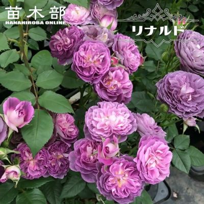 バラ ラベンダーシルエッタ CL クライミング (つるバラ) 苗 販売 苗木部