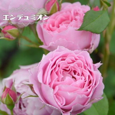 四季咲きバラ苗 【ドレープ】 2年生大苗 【予約販売】1月下旬以降入荷