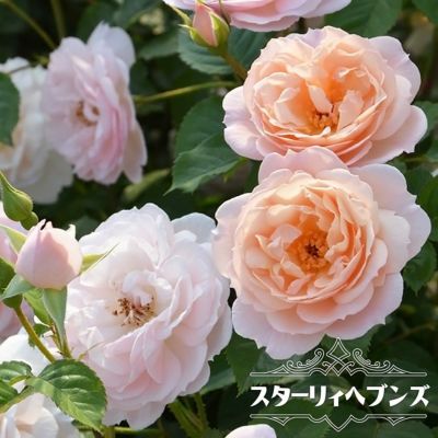 病気に強いバラ | 苗木部 本店 By 花ひろばオンライン 病気に強いバラ | 苗木部 本店 By 花ひろばオンライン