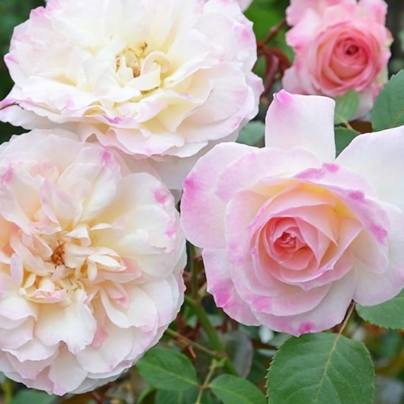 四季咲きバラ苗 【ニンファ】 2年生大苗 登録品種・品種登録 【予約