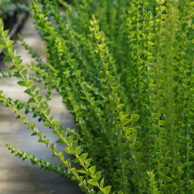 アカシア サンカクバアカシア レンガ風石膏鉢植え 観葉植物