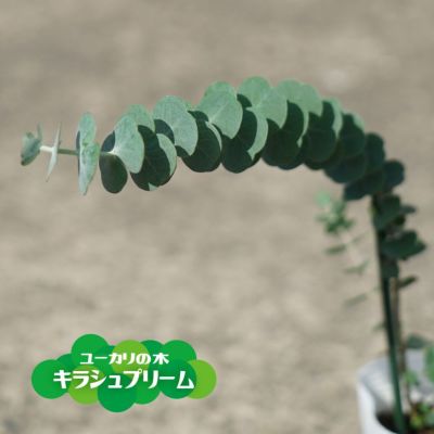 室内で小さく育てる観葉植物に ユーカリの木 キラシュプリーム 4 5号ポット苗 シンボルツリー 生垣 目隠し 庭木 常緑樹