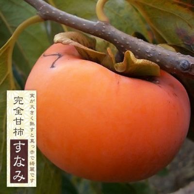 柿 完全甘柿 すなみの通販 苗木部 By 花ひろばオンライン