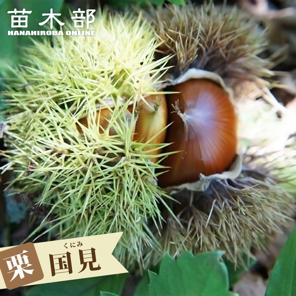 大粒栗 紫峰栗 接木苗木
