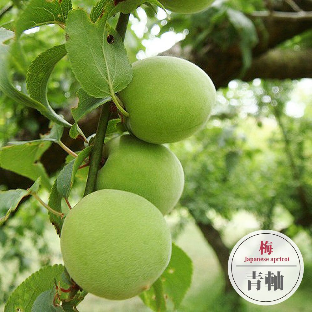 ウメ 実梅 青軸の販売 苗木部 By 花ひろばオンライン