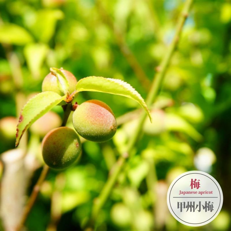 ウメ 実梅 甲州小梅の通販 おすすめ 苗木部 By 花ひろばオンライン